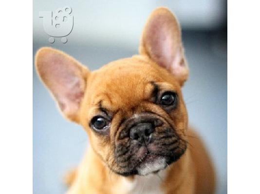 French bulldog FAWN 3,5 μηνών, αρσενικό